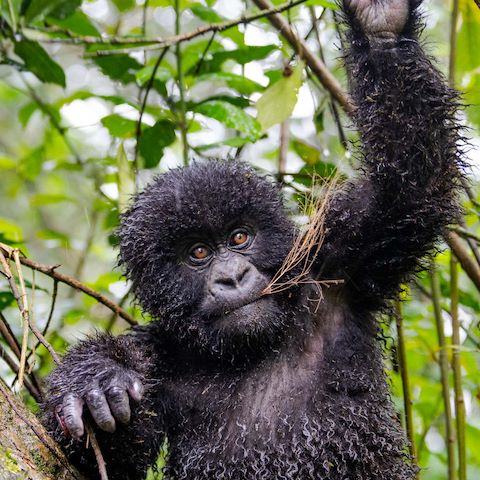 Wilderness Sabinyo Rwanda Wildlife Gorilla