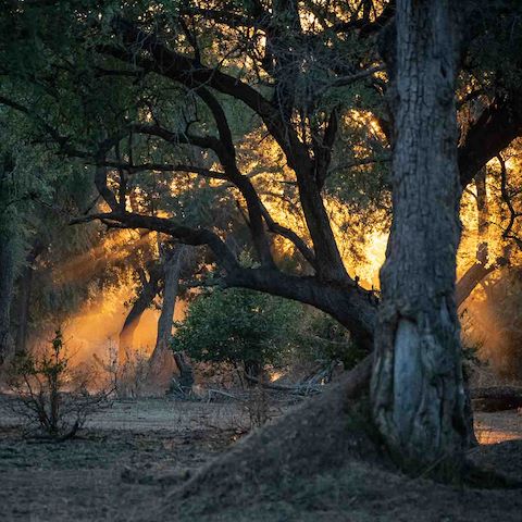 Magical trees and safari at Wilderness Chikwenya
