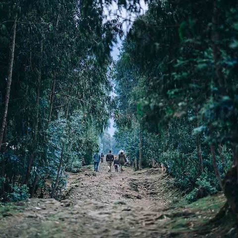 Guided nature trails exploring the Rwanda rainforest