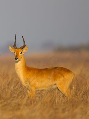 Wilderness Busanga Bush Camp Zambia Wildlife Puku