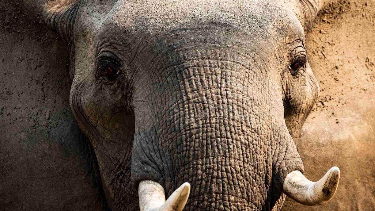 Close up of elephants face at Wilderness Mana Pools