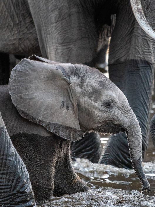 Wilderness Kings Pool Botswana Wildlife Baby Elephant