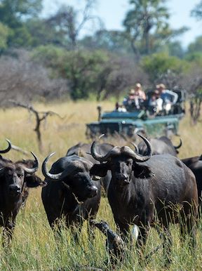 Little Tubu Botswana Activities Game Drive