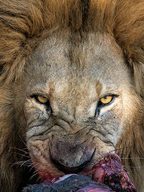 Wilderness Botswana Okavango Wildlife Lion