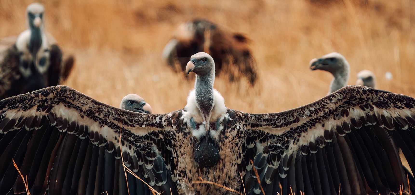 Vultures wings spread Wilderness Tanzania