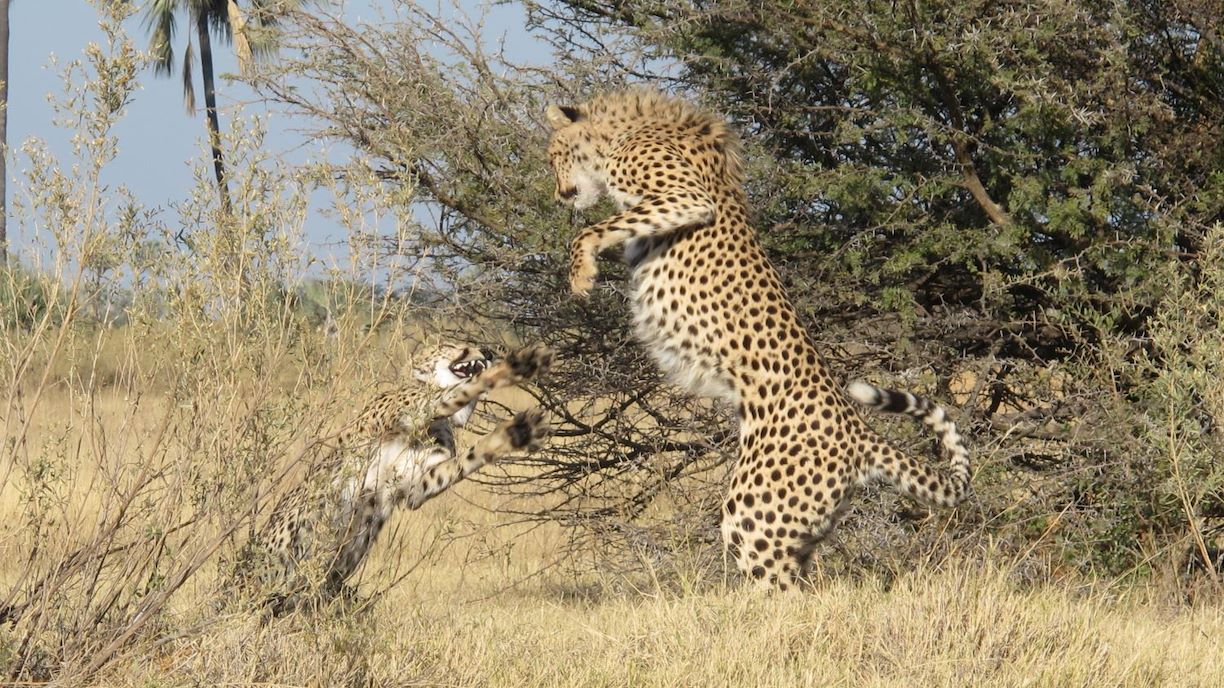 Cheetah fighting at Wilderness Chitabe Botswana
