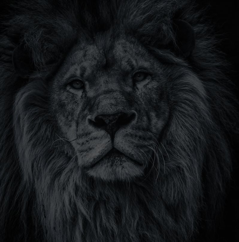 The male lion is the king of the Wilderness