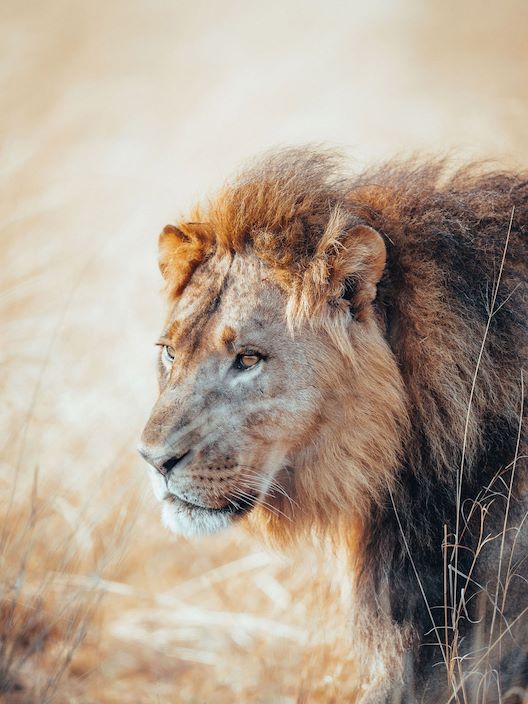 Wilderness Experiences Photography Wildlife Lion