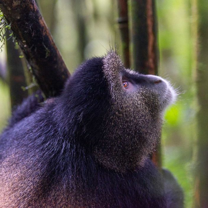 Wilderness Sabinyo Rwanda Golden Monkey