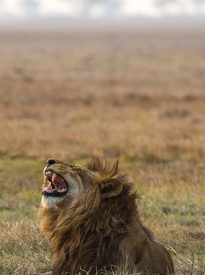 Wilderness Busanga Bush Camp Zambia Wildlife Lion