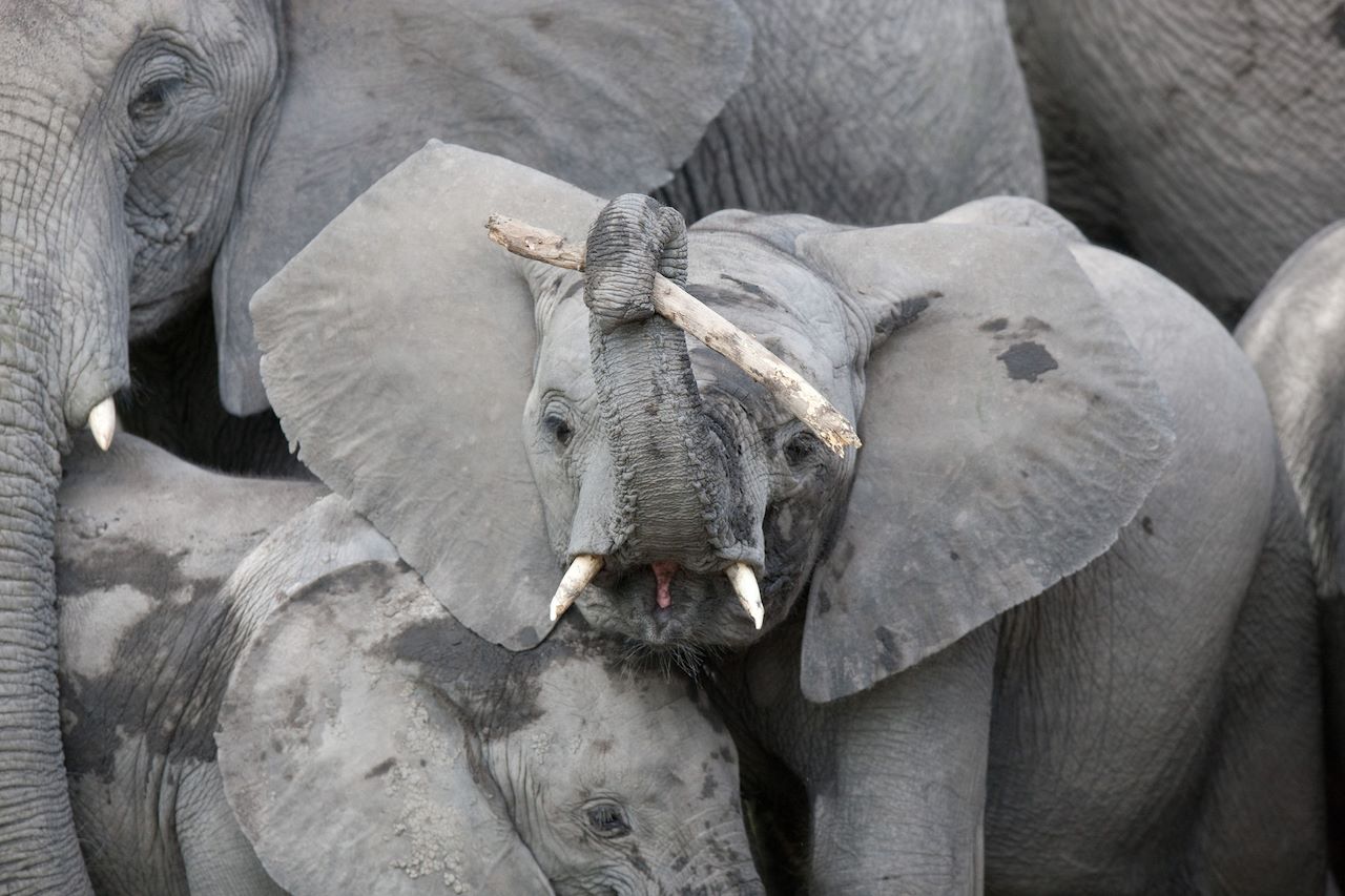 Wilderness Little Vumbura Elephant