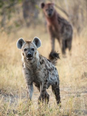 Wilderness Linyanti Tented Camp Botswana Wildlife Spotted Hyena