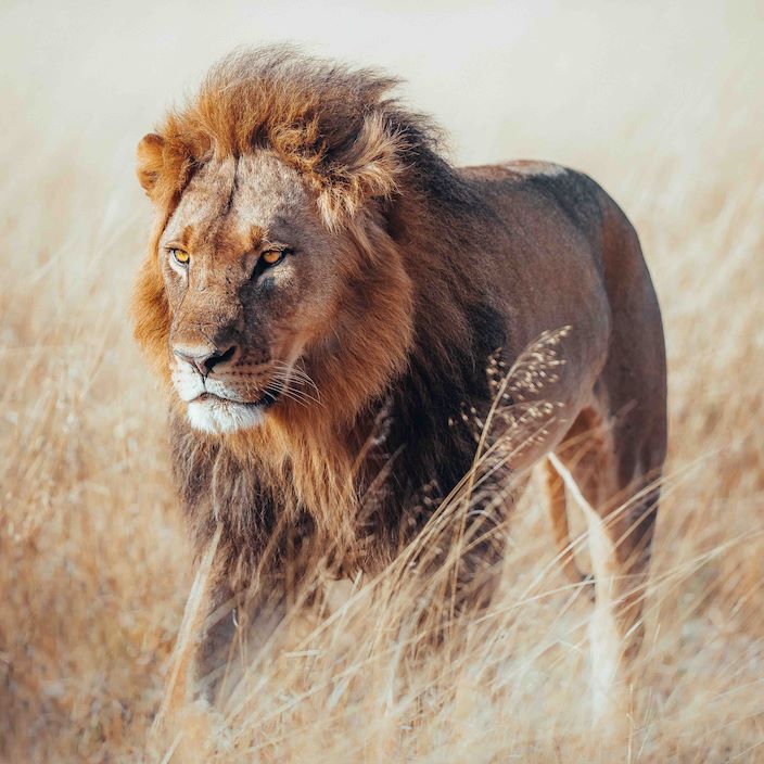 Wilderness Davisons Zimbabwe Gallery Lion