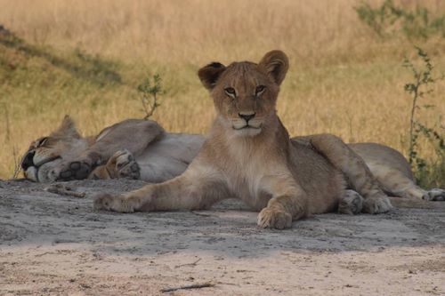Wilderness Qorokwe Lion cubs