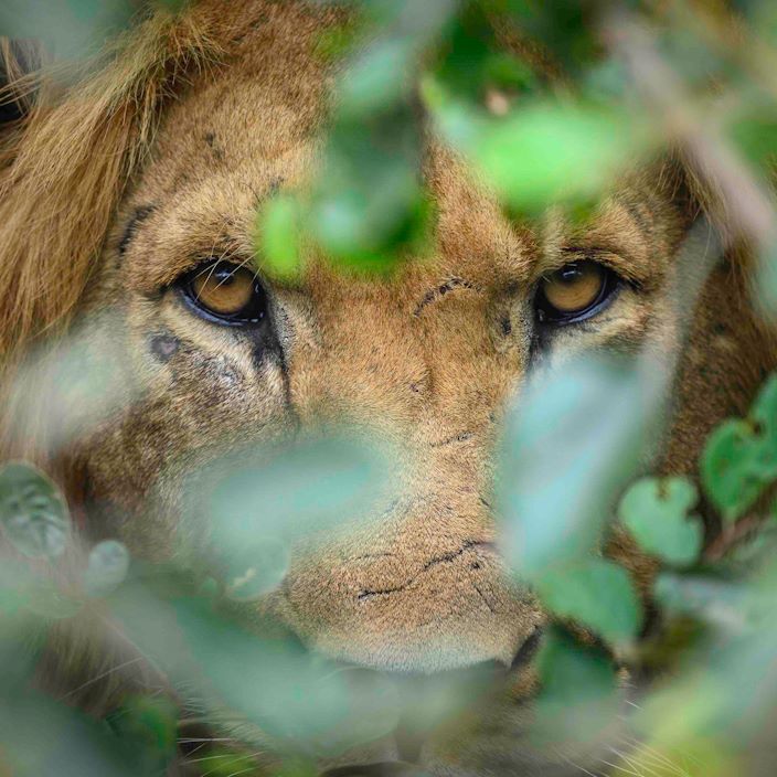 Wilderness Magashi Rwanda Wildlife Lion