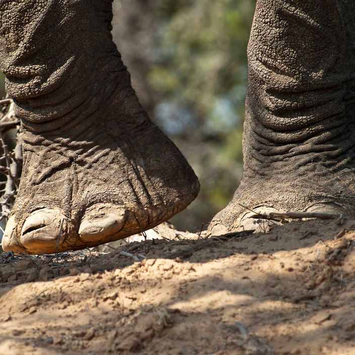 Wilderness Damaraland Camp Namibia Desert Elephant