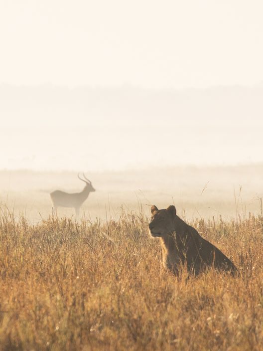 Wilderness Busanga Bush Camp Zambia Iconic