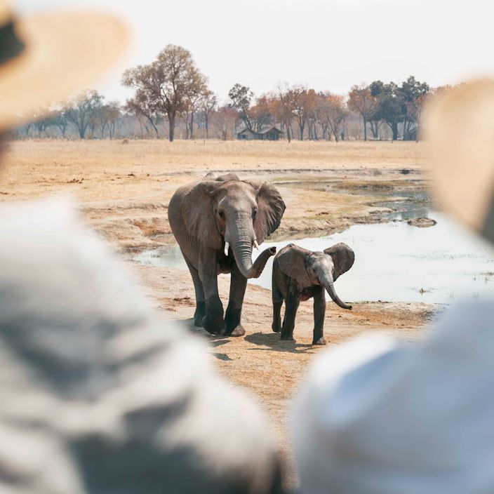 Wilderness Davisons Zimbabwe Elephant At Waterhole