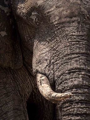 Close-up of elephant tusk at Wilderness Mokete