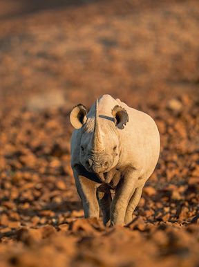 Black rhino at Wilderness Namibia