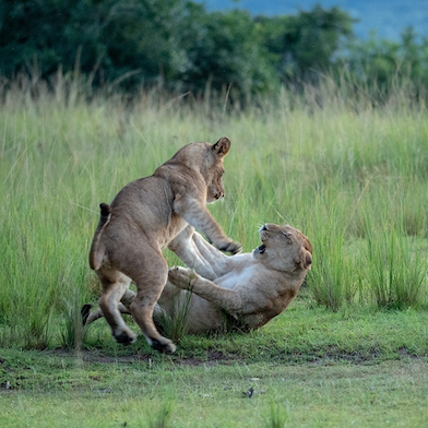 Wilderness Rwanda Wildlife Lions