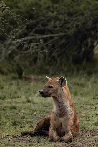 Wilderness Magashi Wildlife Spotted Hyena