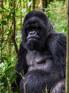 Wilderness Rwanda Wildlife Gorilla