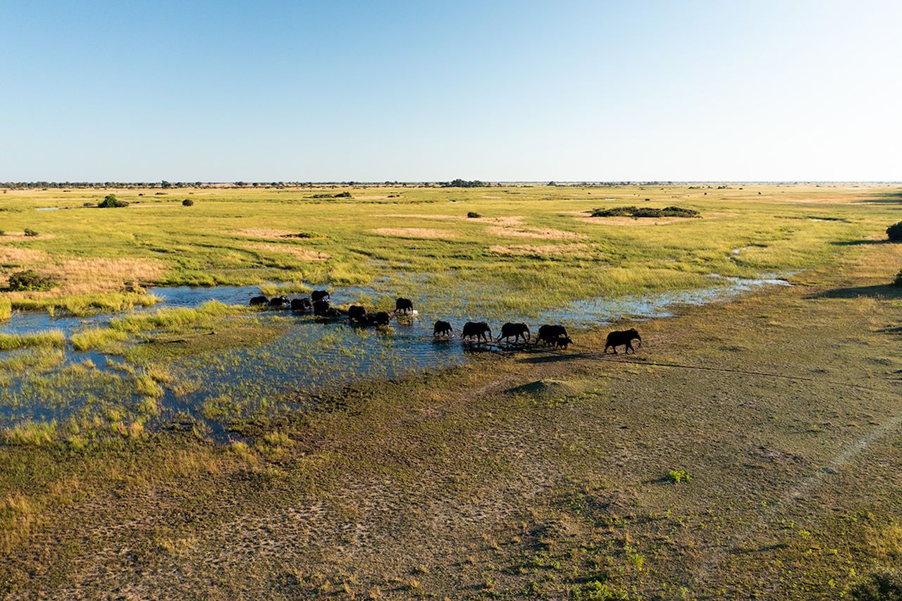 Wilderness Dumatau Botswana Buffalo Herd
