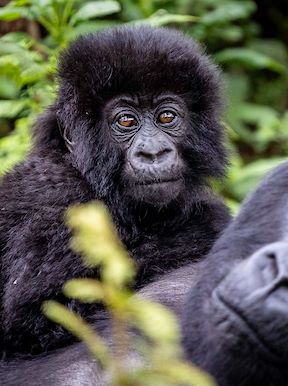 Wilderness Bisate Wildlife Gorilla
