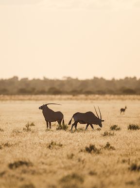 Wilderness Botswana Savannah