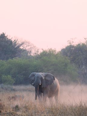 Wilderness Zambia Landscapes Woodlands