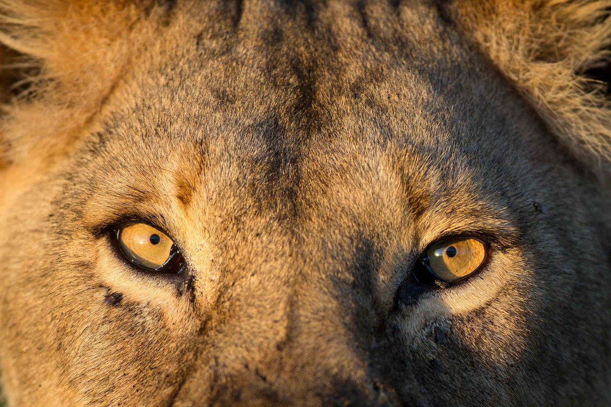 Wilderness Tanzania Lion Stare up-close