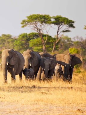 Wilderness Hwange Landscape Sparse Woodland