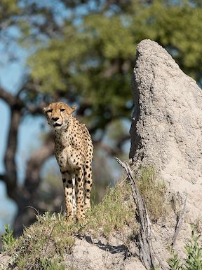 Vumbura Plains Botswana Wildlife Cheetah Termite Mound