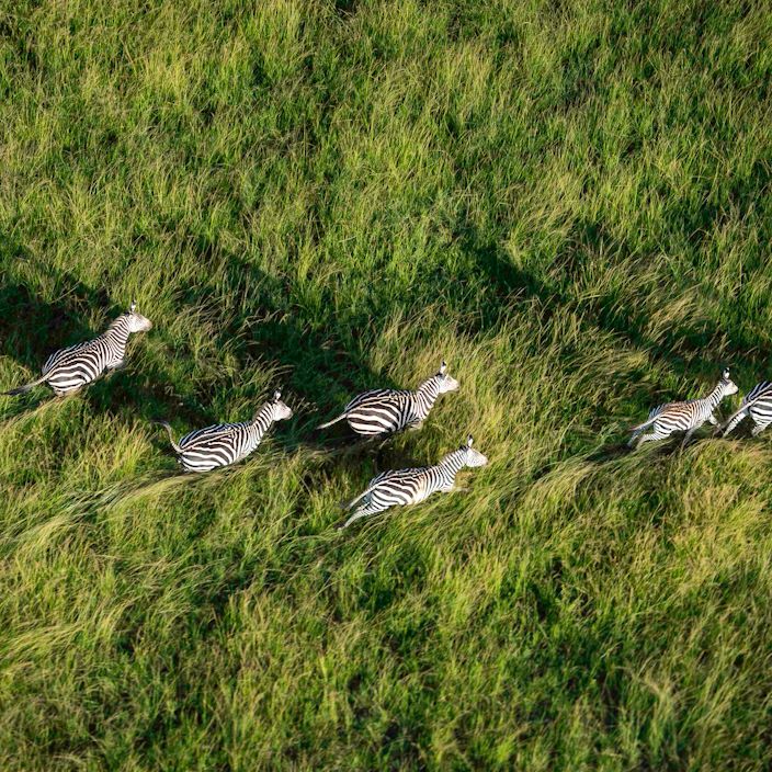Wilderness Magashi Rwanda Game Viewing Zebra