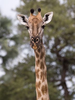 Little Tubu Botswana Wildlife Giraffe