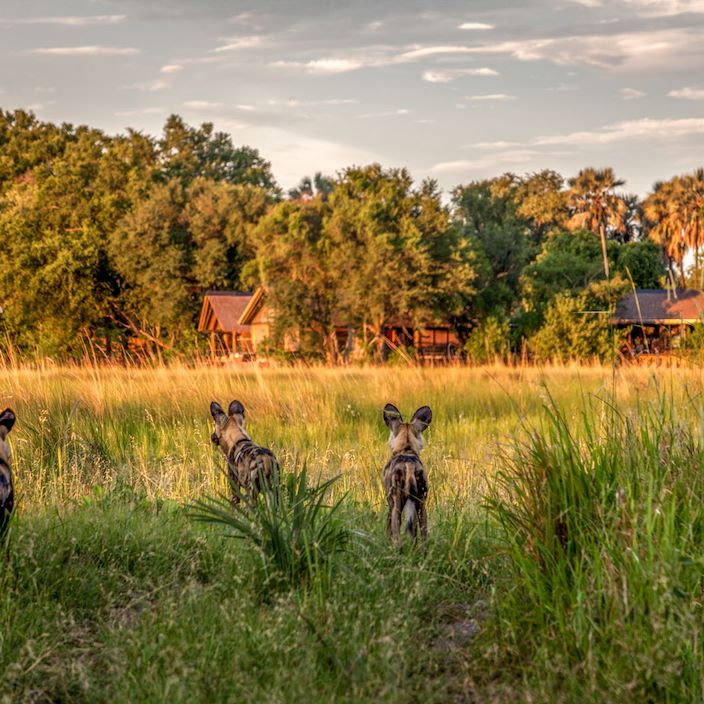 Wilderness Chitabe Botswana Wild Dogs in front of Camp