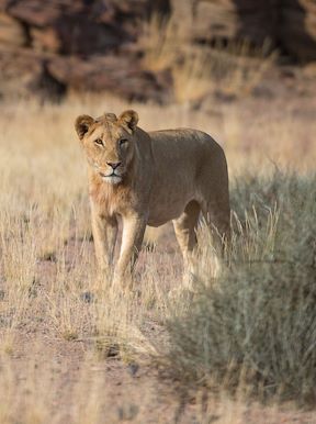 Wilderness Hoanib Skeleton Coast Namibia Wildlife Desert Lion