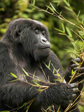 Wilderness Bisate Rwanda Wildlife Gorilla