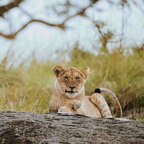 Lion cub sitting on a fallen tree in Tanzania