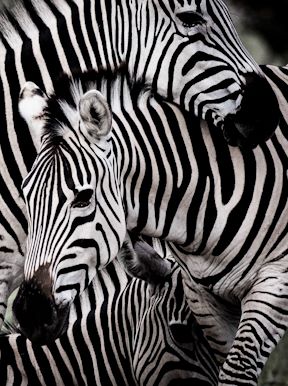 Wilderness Kwetsani Botswana Wildlife Zebra
