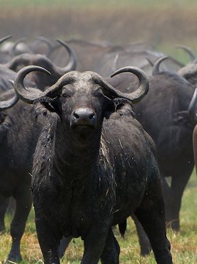 Wilderness Shumba Zambia Wildlife Buffalo