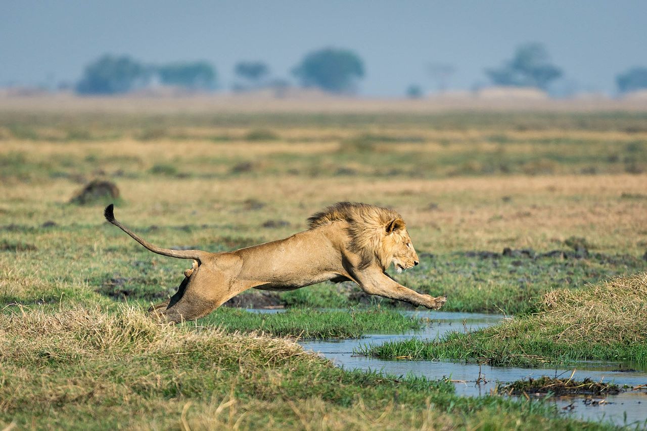 Wilderness Shumba Zambia Area