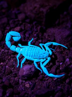 Doro Nawas Camp Namibia Activities Scorpion Walks