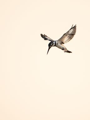Wilderness Chitabe Botswana Activities Birding