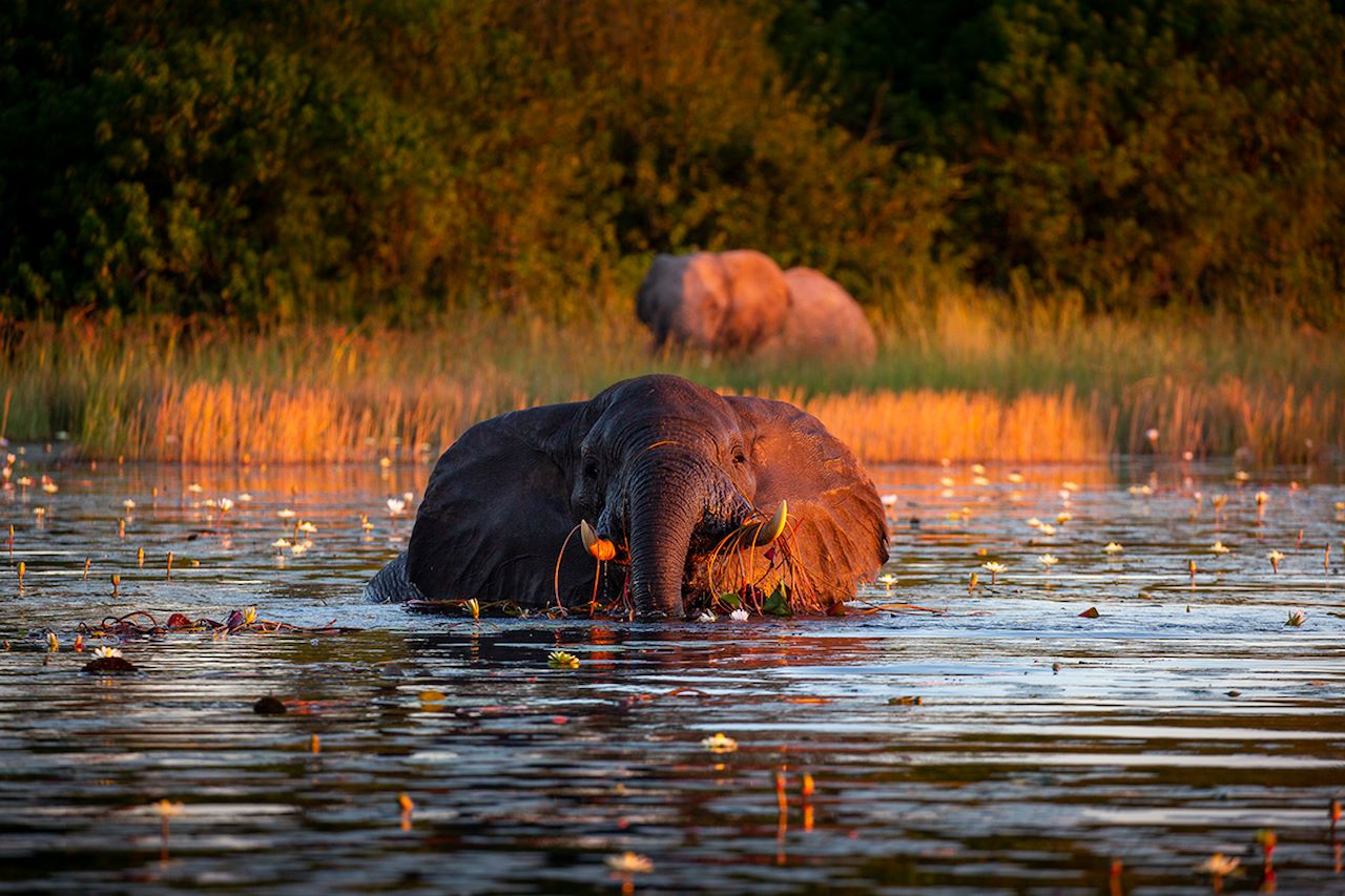 Wilderness Dumatau Botswana Wildlife Elephant