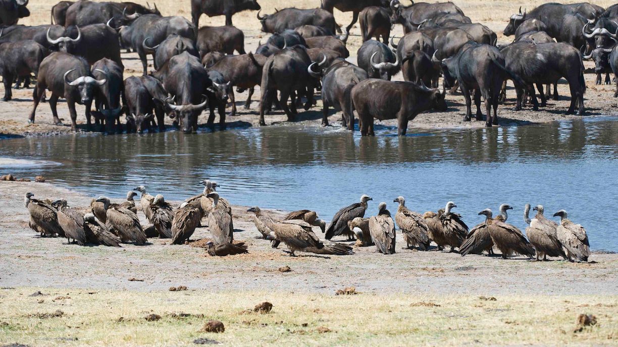 Wilderness Botswana Vultures & Buffalo At Waterhole