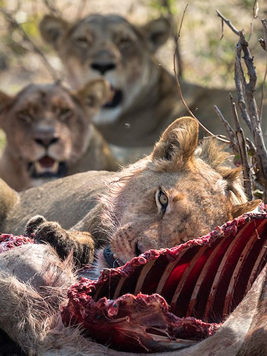 Wilderness Zambia Wildlife Lions