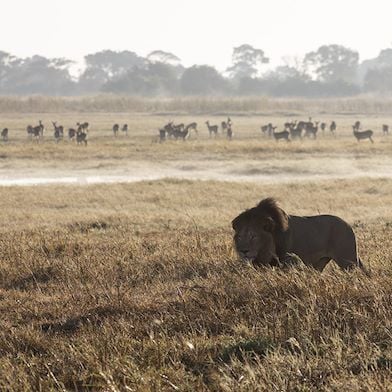 Wilderness Zambia Busanga Plains
