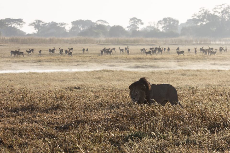 Wilderness Zambia Busanga Plains